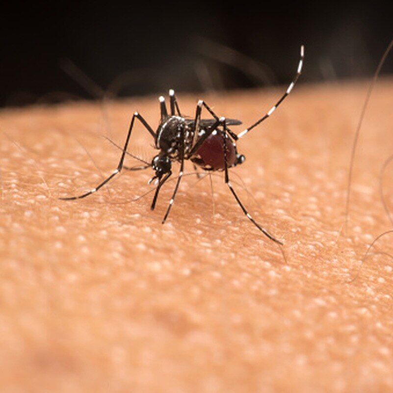 Dengue Prevention & Monsoon Health Tips: Preventive Measures by Dr. Vijaylaxmi KP